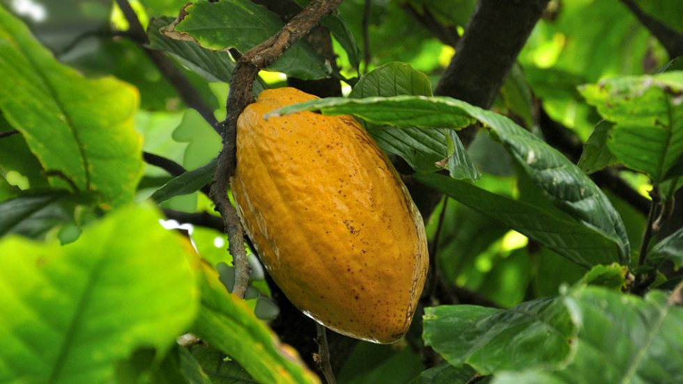 cocoa tree